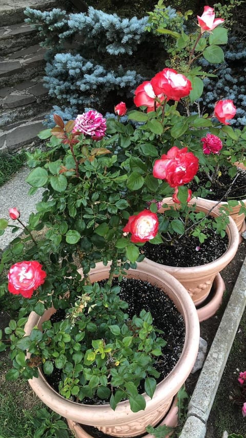 Da Nonna Gina Hotel in Pescasseroli