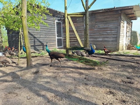 Węgorzewo- Dom nad stawem House in Lithuania