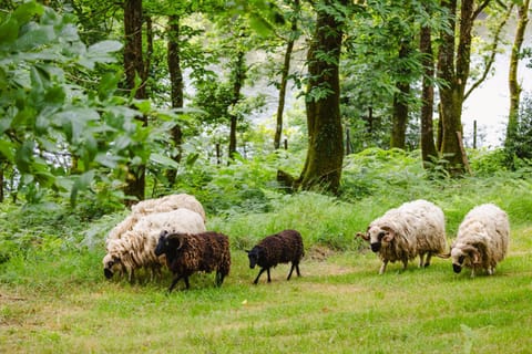 KOADOu Nature lodge in Brittany