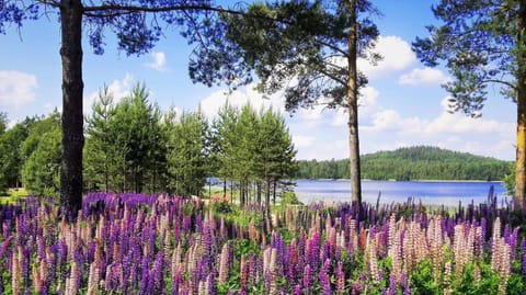Day, Natural landscape, Summer, Beach, Beach, On site