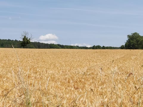 La roulotte de Mouni Nature lodge in Wallonia, Belgium