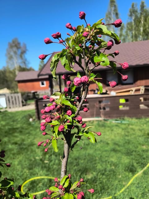 Spring, Day, Garden, Garden view