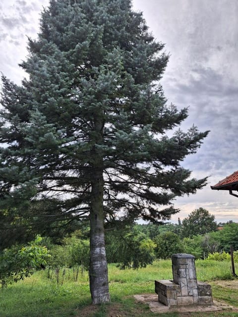 Natural landscape, Garden, Garden view