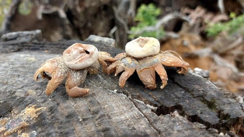 Agriturismo Zè del Pino Farm Stay in Emilia-Romagna