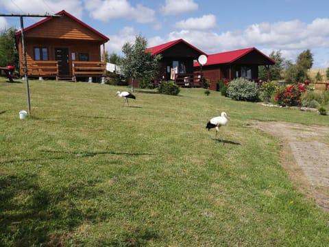 Natural landscape, Garden, Animals, Garden view