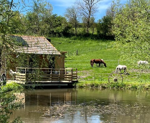 Animals, Lake view