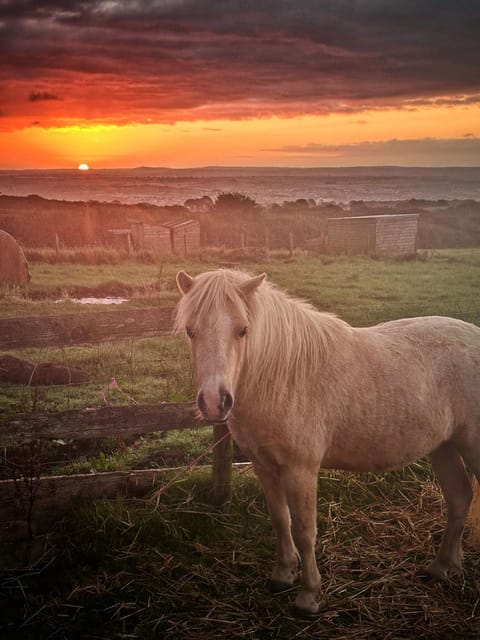 Sunrise Cabin Cabin in England