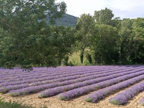 Spring, Natural landscape
