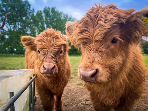 Animals