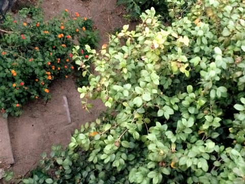 Spring, Day, Natural landscape, Garden, Garden view