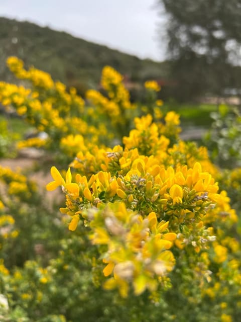 Hotel les jardins Sta Giulia avec piscine Hotel in Porto-Vecchio