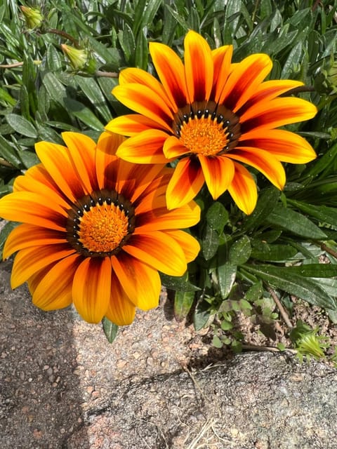 Hotel les jardins Sta Giulia avec piscine Hotel in Porto-Vecchio
