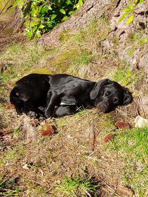 Sanachan Bed and Breakfast in Scotland