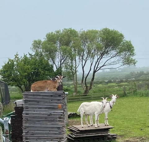 Pen llyn holiday cottages and caravan House in Rhosyr