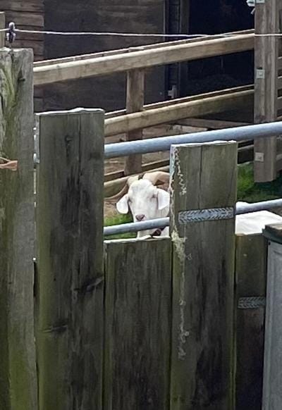 Pen llyn holiday cottages and caravan House in Rhosyr