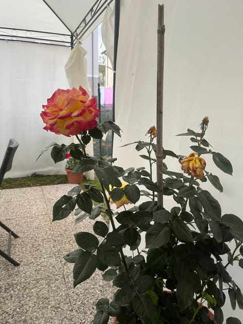 Casa Rei Apartment in Province of Massa and Carrara