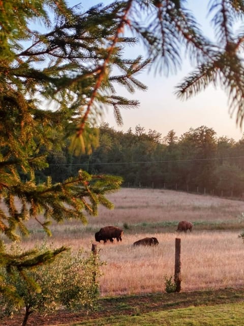 Property building, Restaurant/places to eat, Day, Natural landscape, Animals, Swimming pool, Breakfast