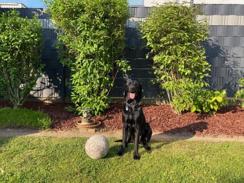 Garden, Pets, Garden view, pet friendly