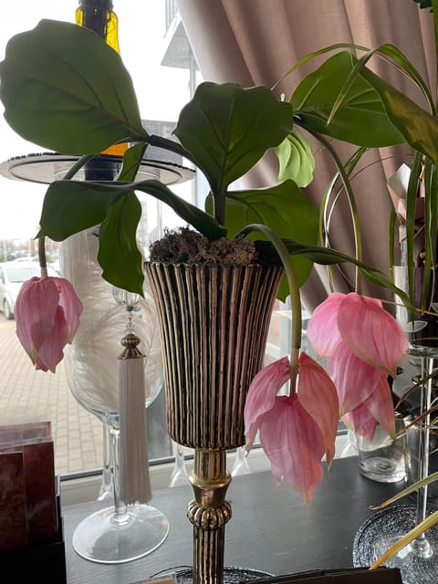 Boutique Studija Žibutė Apartment in Lithuania