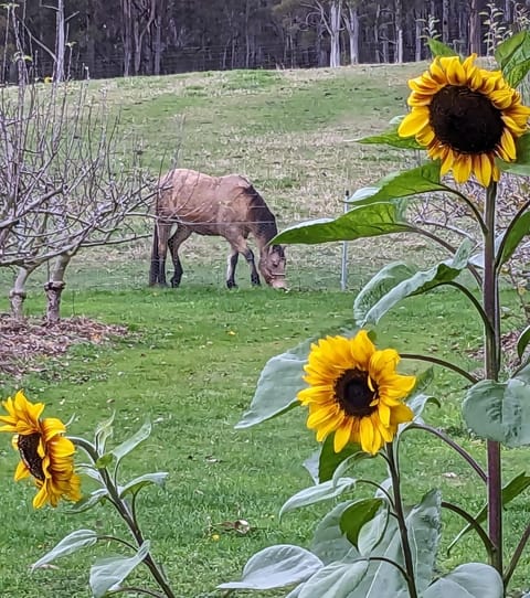 Natural landscape, Animals