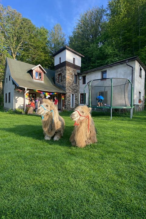 Natural landscape, Garden, Animals, Animals, Garden view