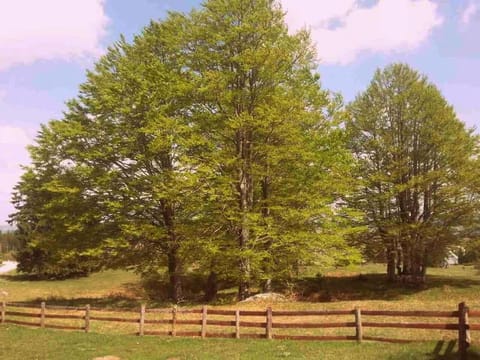 Enchanting chalet amidst impressive nature House in Montenegro