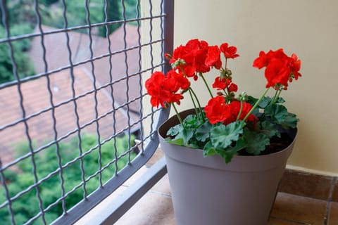 Special 2009 Apartment in Vojvodina