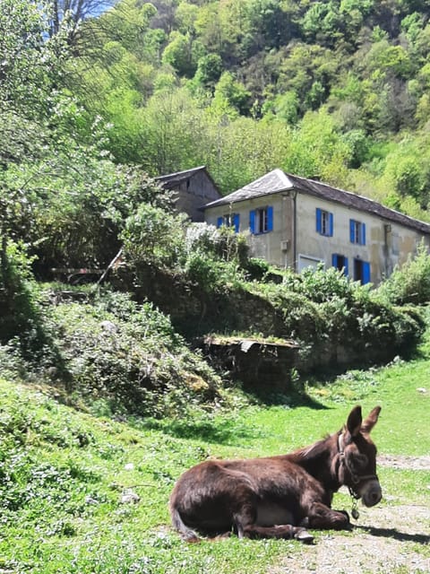 Spring, Day, Natural landscape, Animals, Pets