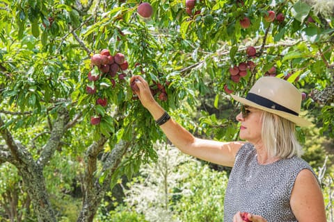 Cone Hill Farmstay - with bush and river walks - 80 sqm self contained Nature lodge in Raglan