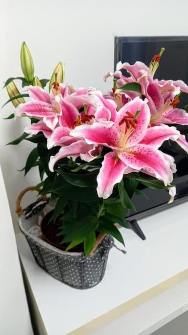 Casa Vacanze Oro Blu Sanremo House in Sanremo