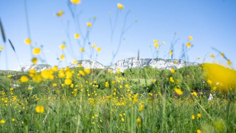 Pension Hanslmann Apartment in Salzburgerland