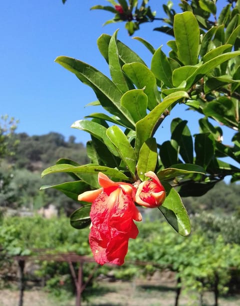 Case Vacanze Corongiu House in Sardinia