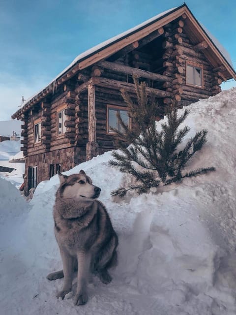 Property building, Winter, Pets