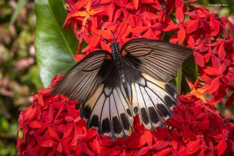 Intan sidemen villa Bed and Breakfast in Sidemen