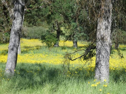 Spring, Day, Natural landscape