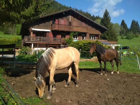 Day, Animals, Animals, Animals, Pets, Pets, pet friendly, pet friendly