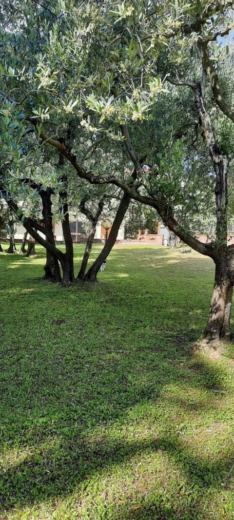 Natural landscape, Garden, Garden view