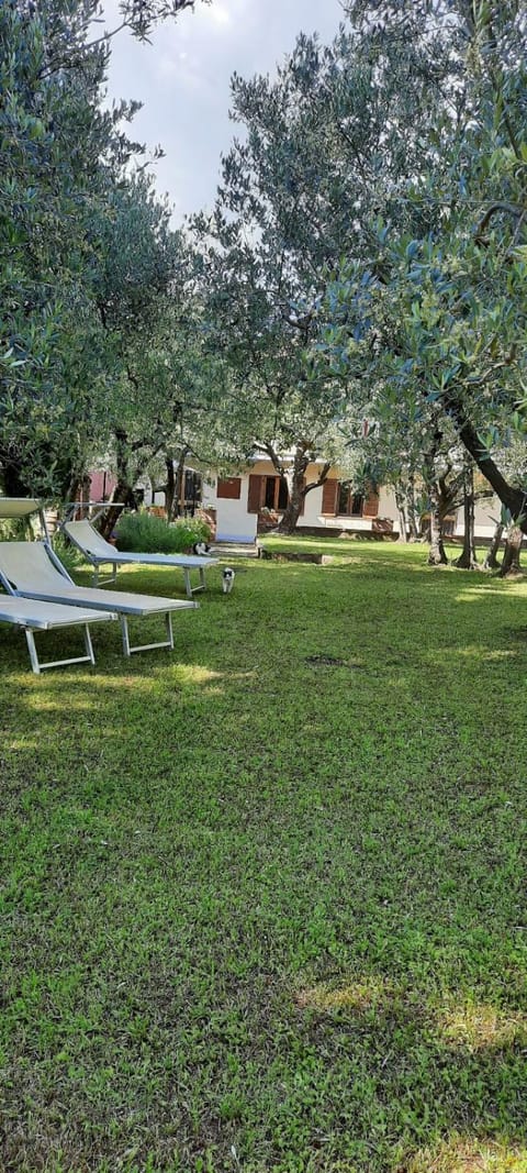 Natural landscape, Garden, Garden view, sunbed