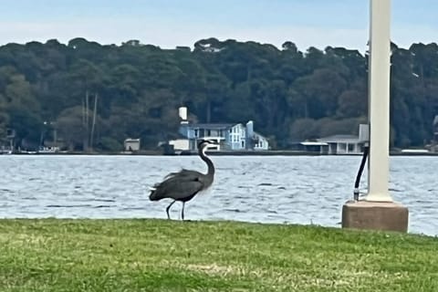 Casa de Suenos Apartment in Lake Conroe