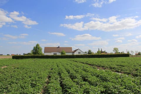 Natural landscape, Summer, Garden view