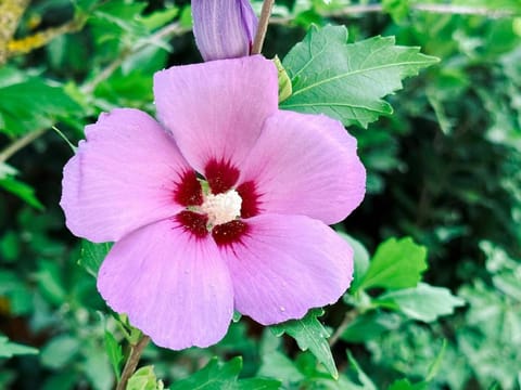 Pure Nature Haven By The Sea with Hot Tub House in Rovinj