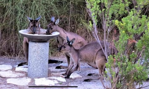 Day, Natural landscape, Animals, On site