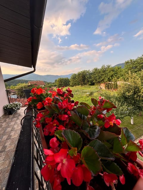 Apartman Zlatija Apartment in Zlatibor District, Serbia