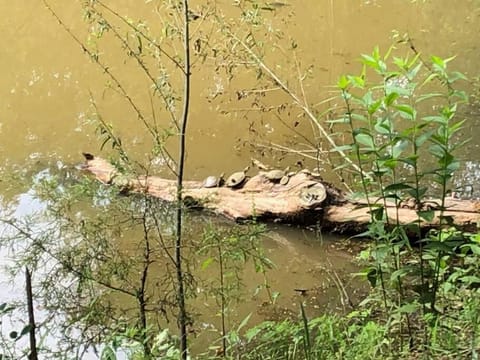 Beautiful Longhorn Lodge at Lake Texoma Gordonville House in Lake Texoma
