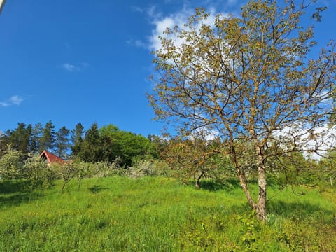 Braun Apartments Apartment in Montenegro