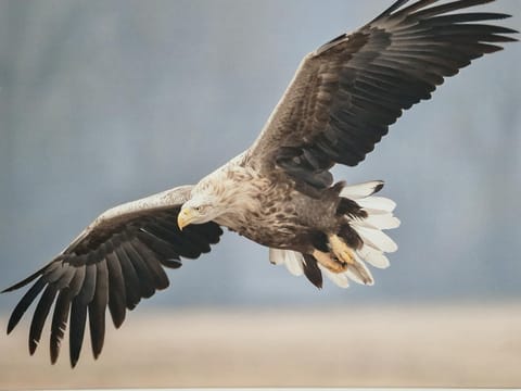 Wohnung Adlerhorst in Eversen-Heide Apartment in Hamburg