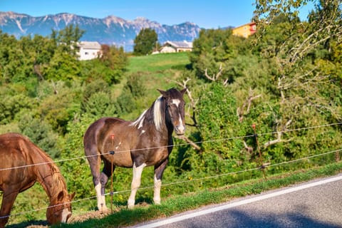 Dimora Valentina Apartment in Veneto