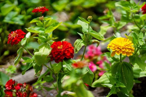 Villa Stumpf Apartment in Lahr