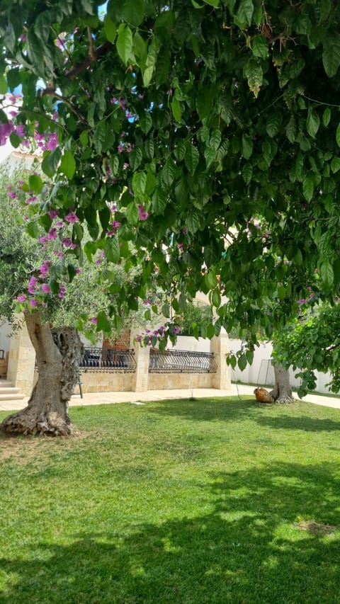 Garden, Garden view, Inner courtyard view
