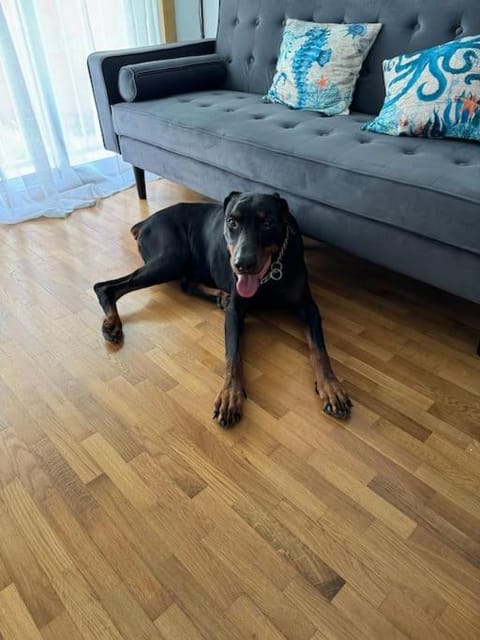 Living room, Pets, Area and facilities